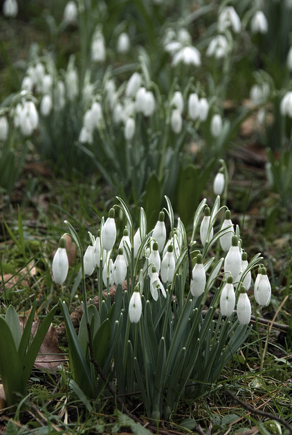 Dave's Photo Blog: Bath Botanical Gardens - Part 2